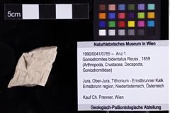 Foto (Objket + Etiketten) von Goniodromites bidentatus (Reuss, 1859) 